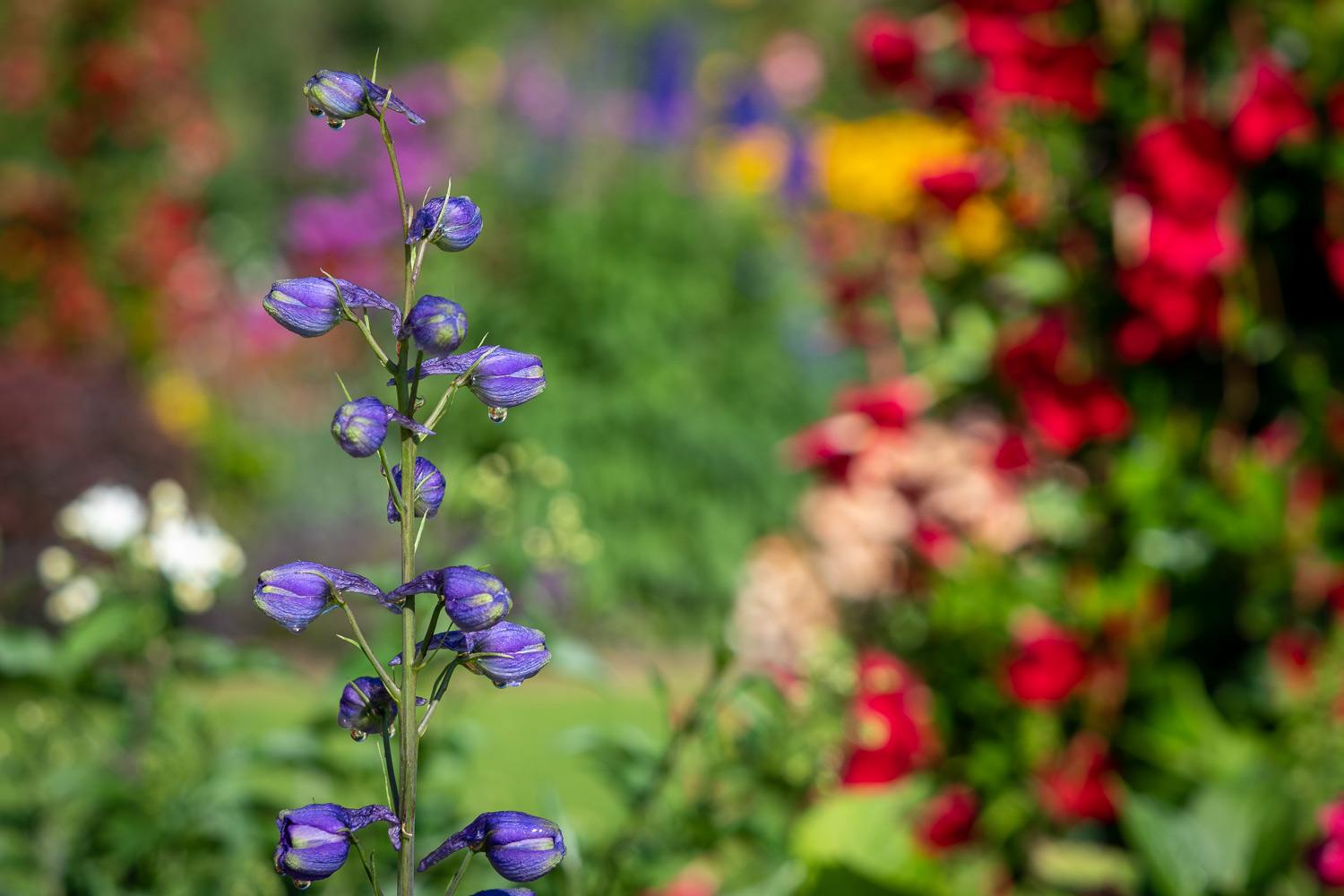 Les Jardins pendant le mois d’août 2019 - Château de Berg