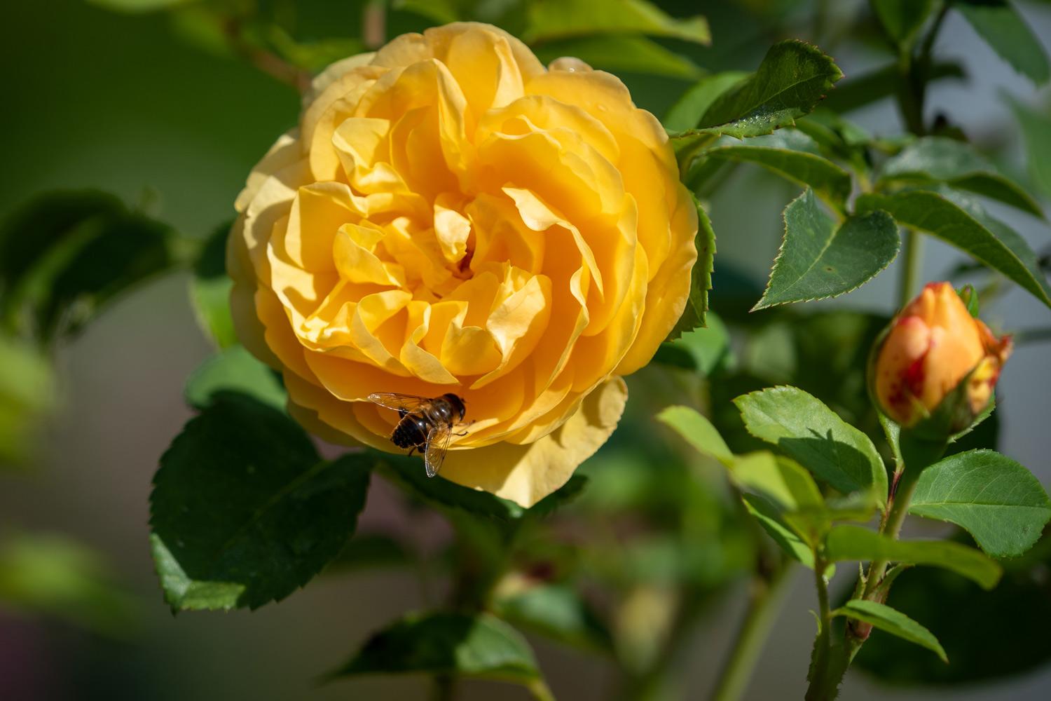 Les Jardins pendant le mois d’août 2019 - Château de Berg