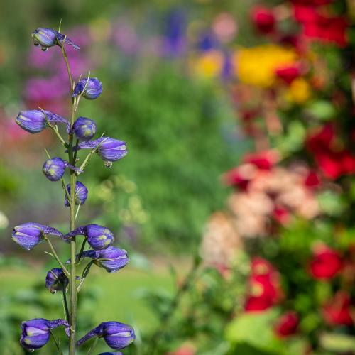 Les Jardins pendant le mois d’août 2019 - Château de Berg