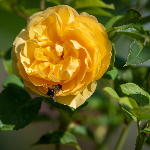 Les Jardins pendant le mois d’août 2019 - Château de Berg