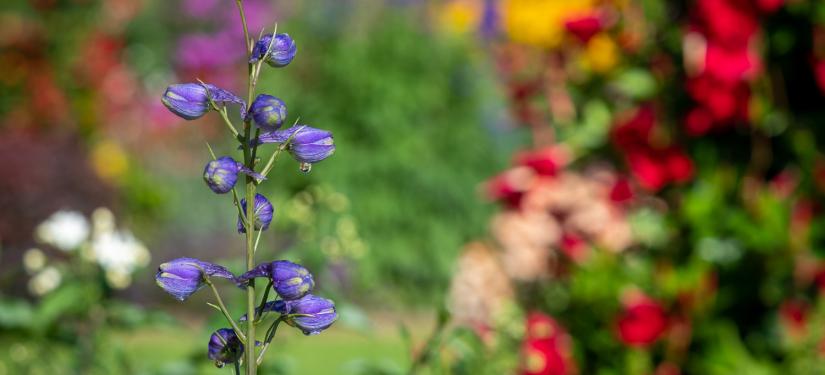 Les Jardins pendant le mois d’août 2019 - Château de Berg