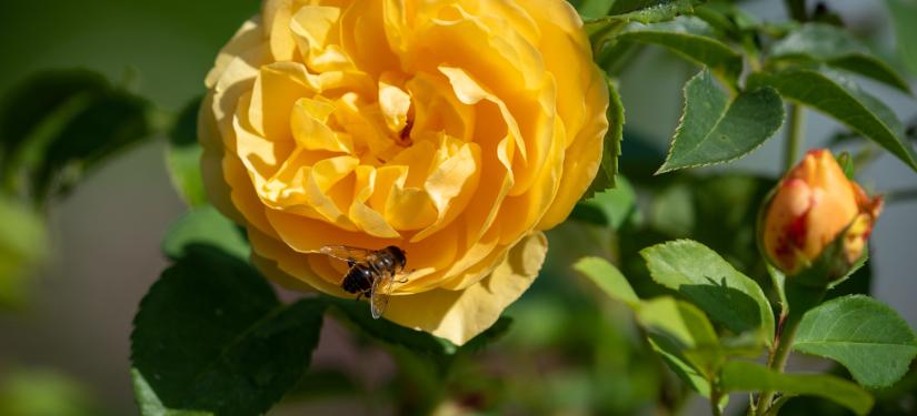 Les Jardins pendant le mois d’août 2019 - Château de Berg